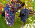 Red Wine Grapes