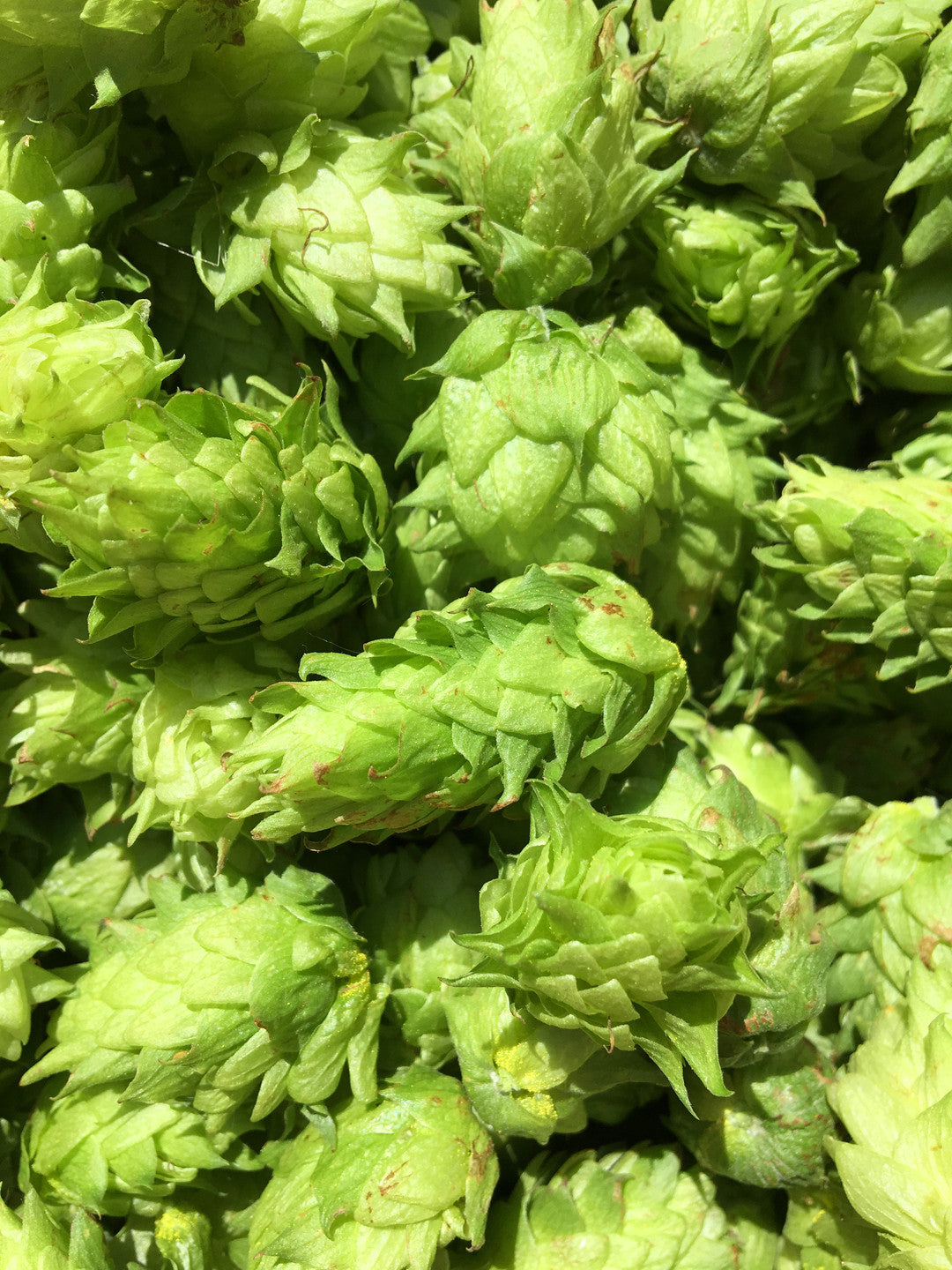 Loose Hop - Willamette Leaf - 1oz