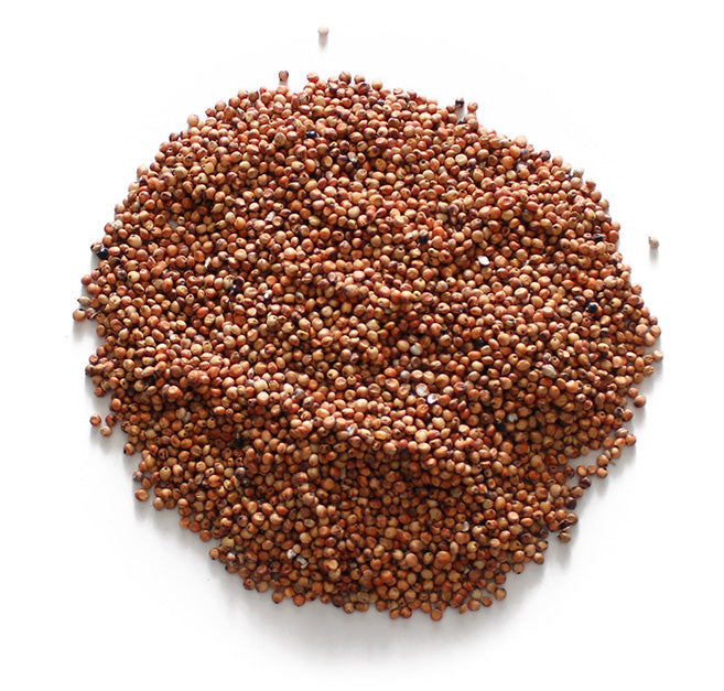 Red Milo (Sorghum)