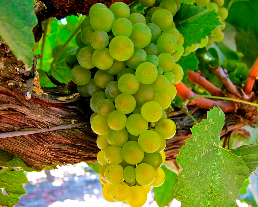 White Wine Grapes